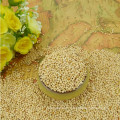 white broom corn millet(white broomcorn millet)